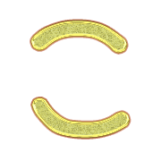 010