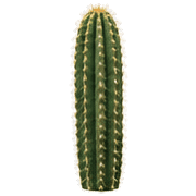 004