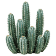 006