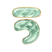 003