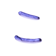 010