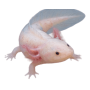 036