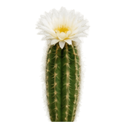 004