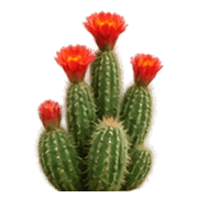 005