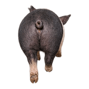 036