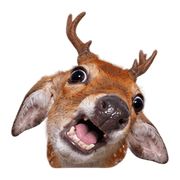 019