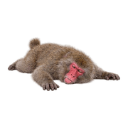 036