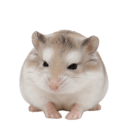 006