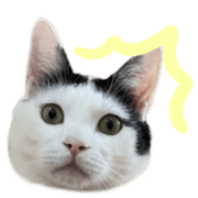019