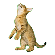 040