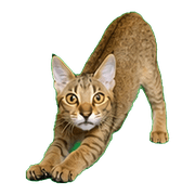 031